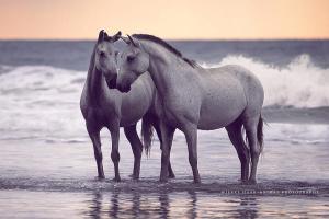 Pferde Kaufen Polen Für Facebook 300x200 - Tiere Pferde Kostenlos Herunterladen