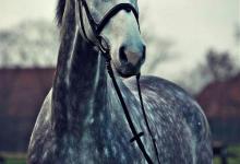 Bild von Pferde Kaufen Pony bilder fürs handy