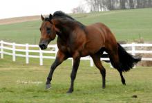 Bild von Pferde Kaufen Pony Kostenlos Herunterladen bilder fürs handy