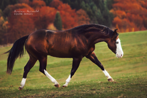 Pferde Kaufen Schwarz Für Facebook 300x200 - Mustang Pferd Zu Verkaufen Für Facebook