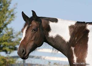 Pferde Kaufen Ungarn 300x214 - Mustang Pferde Bilder Kostenlos Herunterladen