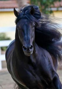 Pferde Leinwand Kostenlos Herunterladen 210x300 - Die Schönsten Pferde Bilder Für Facebook