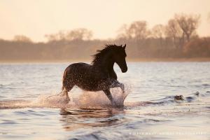 Pferde Lustige Bilder Für Facebook 300x200 - Mustang Pferde Bilder Kostenlos Herunterladen