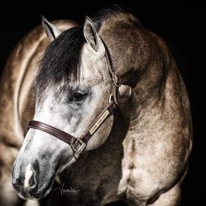 Pferde Mieten Für Facebook 300x300 - Belgier Pferd Kaufen