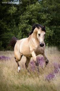 Pferde Nrw Für Facebook 200x300 - Tiere Pferde Kostenlos Herunterladen