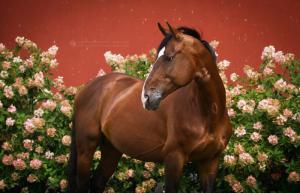 Pferde Online Kostenlos Herunterladen 300x193 - Hintergrundbilder Von Pferden