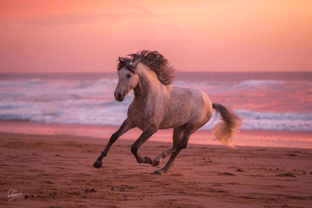 Pferde Profilbilder | Bilder und Sprüche für Whatsapp und Facebook