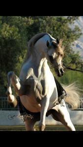 Pferde Profilbilder Für Whatsapp 169x300 - Iberische Pferde Für Facebook