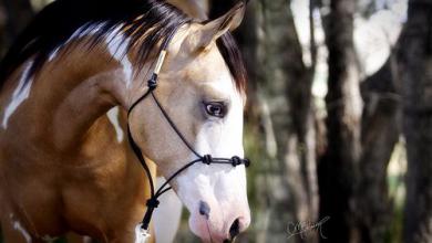 Bild von Pferde Profilbilder Kostenlos Herunterladen