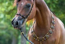 Bild von Pferde Reiten bilder fürs handy