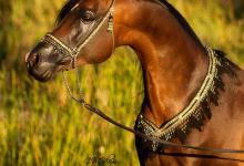 Bild von Pferde Reiten Bilder Für Facebook bilder fürs handy