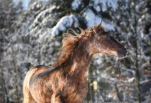 Bild von Pferde Reiten Bilder Für Whatsapp bilder fürs handy