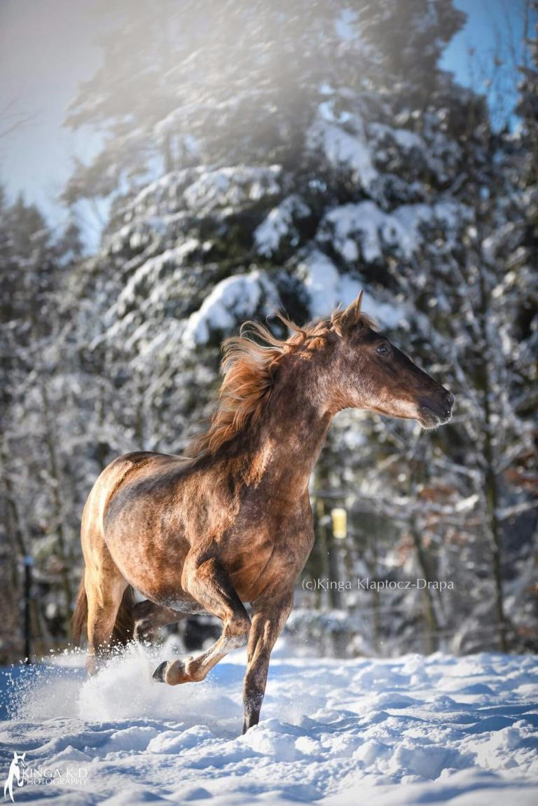 Pferde Reiten Bilder Für Whatsapp