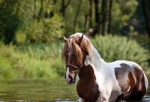 Bild von Pferde Reiten Bilder Kostenlos Herunterladen bilder fürs handy