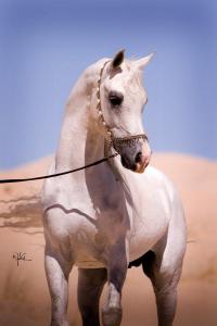 Pferde Reiten Für Facebook 200x300 - Araber Für Whatsapp