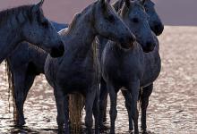 Bild von Pferde Reiten Für Whatsapp bilder fürs handy