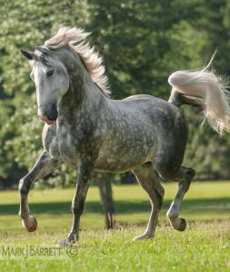Pferde Retten Für Facebook 253x300 - Dressurpferde Kaufen