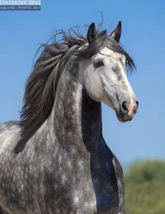 Pferde Retten Kostenlos Herunterladen 231x300 - Pferde Zu Verkaufen Für Facebook