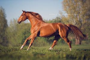 Pferde Schöne Bilder Für Facebook 300x200 - Brumby Pferd Kaufen Kostenlos Herunterladen