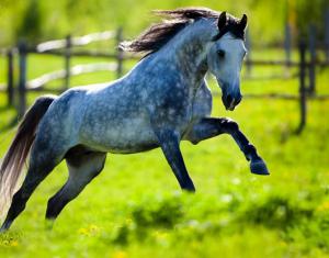 Pferde Schöne Bilder Kostenlos Herunterladen 300x235 - Dressurpferde Kaufen