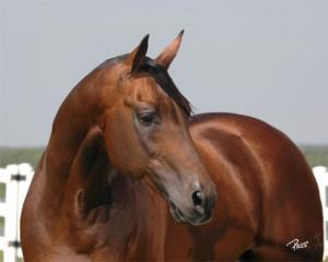 Pferde Schimmel Bilder Kostenlos Herunterladen 300x240 - Bilder Seestern Für Facebook