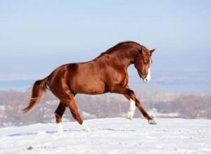 Pferde Sprüche Bilder 300x219 - Spanische Pferde Für Facebook