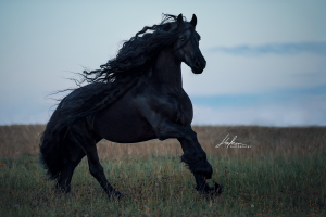 Pferde Springen Bilder 300x200 - Andalusier Für Facebook