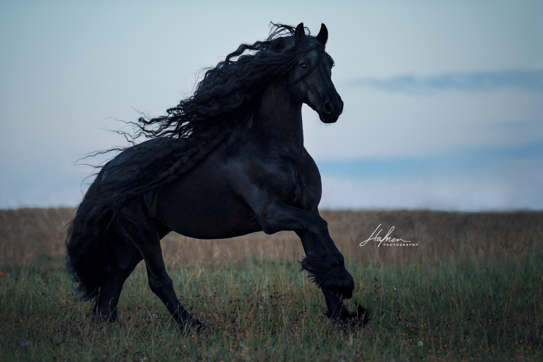 Pferde Springen Bilder