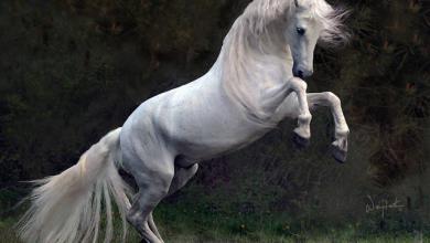 Bild von Pferde Springen Bilder Für Whatsapp