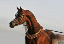 Bild von Pferde Und Pony Bilder fürs handy