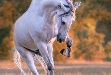 Bild von Pferde Und Pony Bilder Für Facebook bilder fürs handy