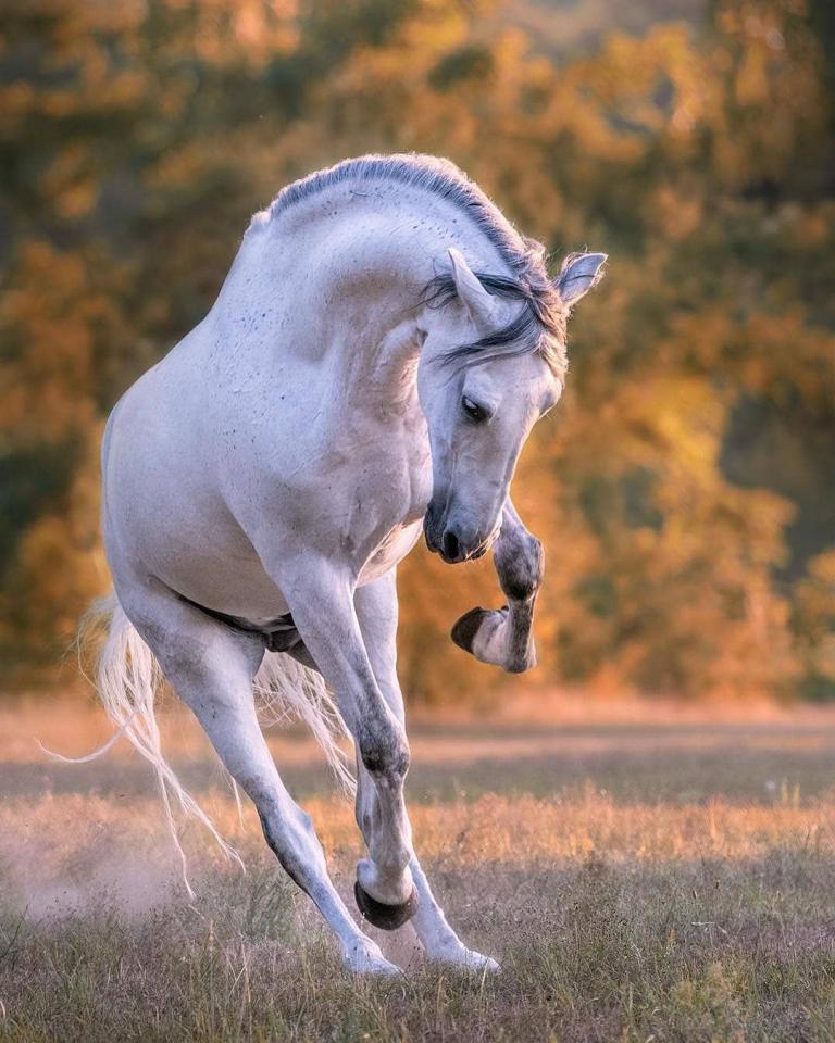 Pferde Und Pony Bilder Für Facebook