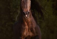 Bild von Pferde Und Pony Bilder Für Whatsapp bilder fürs handy