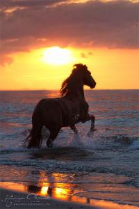 Pferde Und Pony Bilder Kostenlos Herunterladen 200x300 - Pferd Kaufen Wo Für Facebook