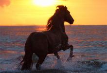 Bild von Pferde Und Pony Bilder Kostenlos Herunterladen bilder fürs handy