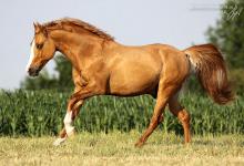 Bild von Pferde Und Ponys bilder fürs handy