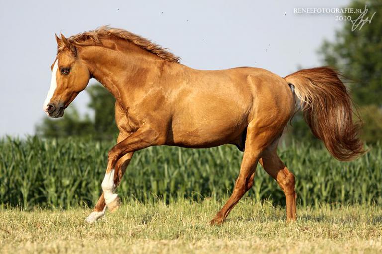 Pferde Und Ponys
