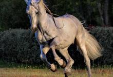 Bild von Pferde Und Ponys Für Facebook bilder fürs handy
