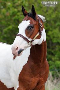 Pferde Und Ponys Kostenlos Herunterladen 200x300 - Pferd Kaufen Schweiz Kostenlos Herunterladen