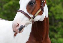 Bild von Pferde Und Ponys Kostenlos Herunterladen bilder fürs handy