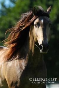 Pferde Und Reiten 200x300 - Bunte Pferde Kaufen Für Facebook