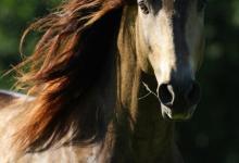 Bild von Pferde Und Reiten bilder fürs handy