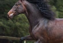 Bild von Pferde Und Reiten Für Facebook bilder fürs handy