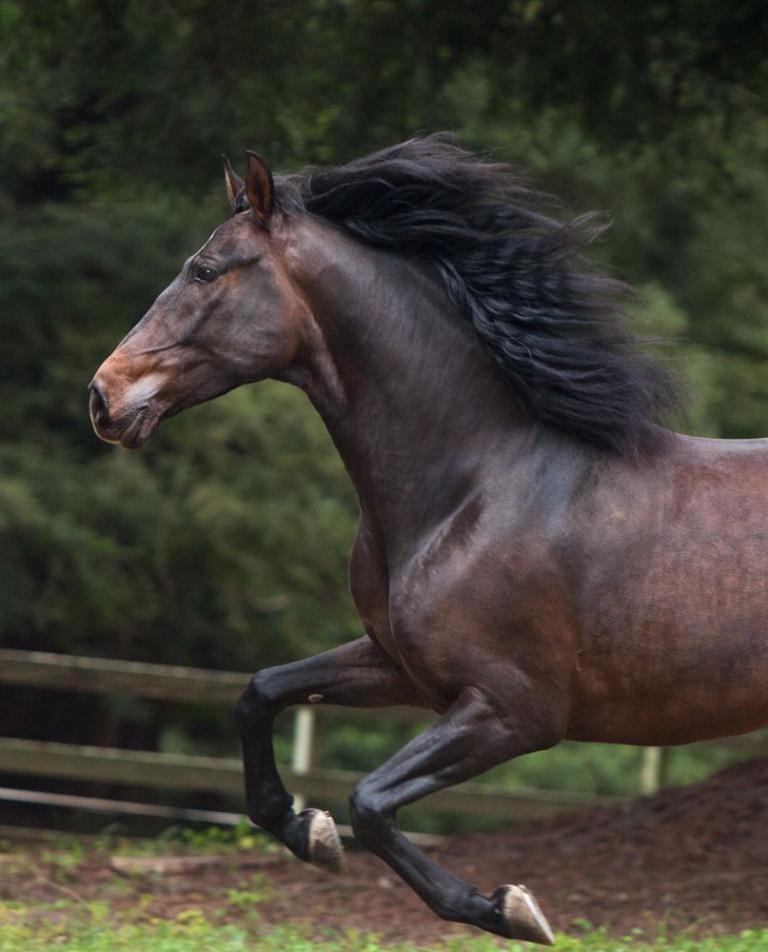 Pferde Und Reiten Für Facebook