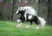 Bild von Pferde Und Reiten Für Whatsapp bilder fürs handy