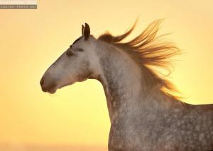 Pferde Verkaufen Schweiz Für Facebook 300x214 - Spanisches Pferd Kaufen