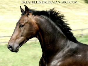 Pferde Videos Für Facebook 300x225 - Malbilder Pferd Kostenlos Herunterladen
