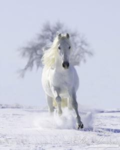 Pferde Weihnachtsbilder Kostenlos Herunterladen 240x300 - Andalusier Pferd Für Facebook