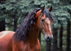 Pferde Züchter Kostenlos Downloaden 300x216 - Pferde Weihnachten Bilder Für Facebook