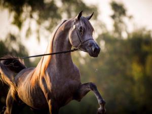 Pferde Züchter Kostenlos Herunterladen 300x225 - Andalusier Kostenlos Herunterladen